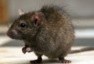 ratas