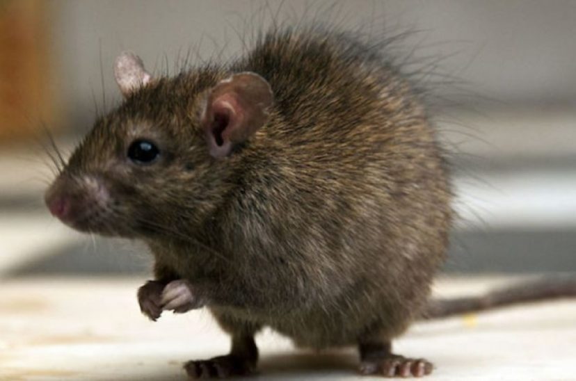 ratas