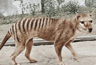 tigre tasmania