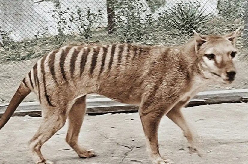 tigre tasmania