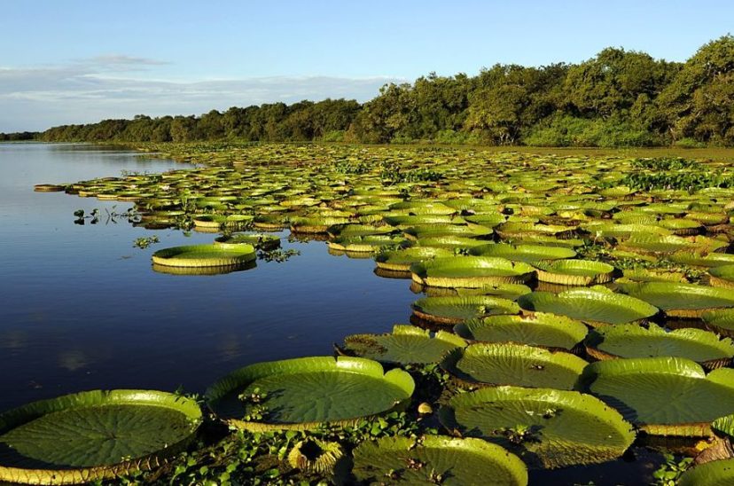 Esteros del Iberá