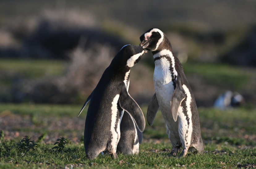 Puerto Madryn