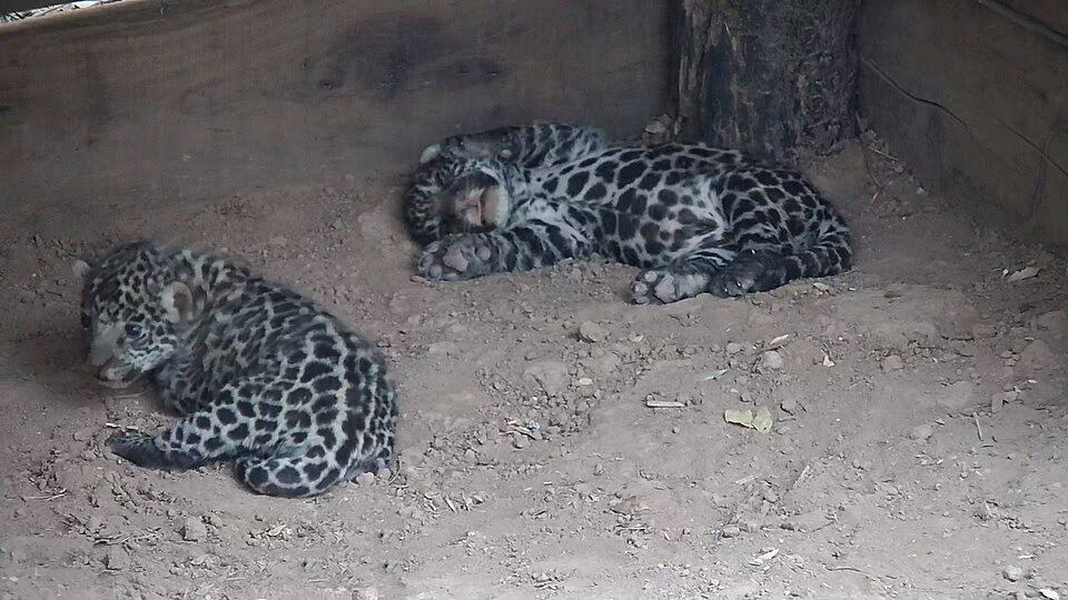 jaguaretés
