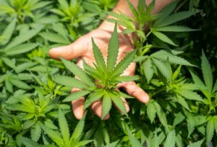 Cannabis