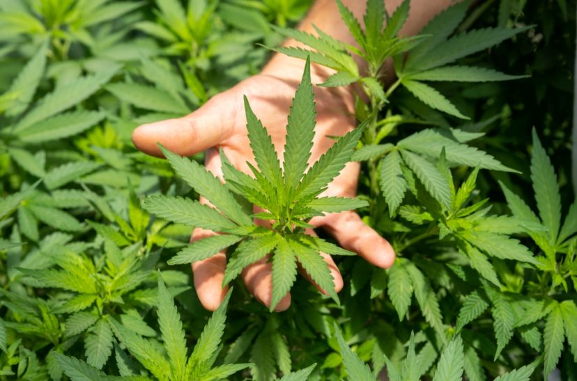 Cannabis