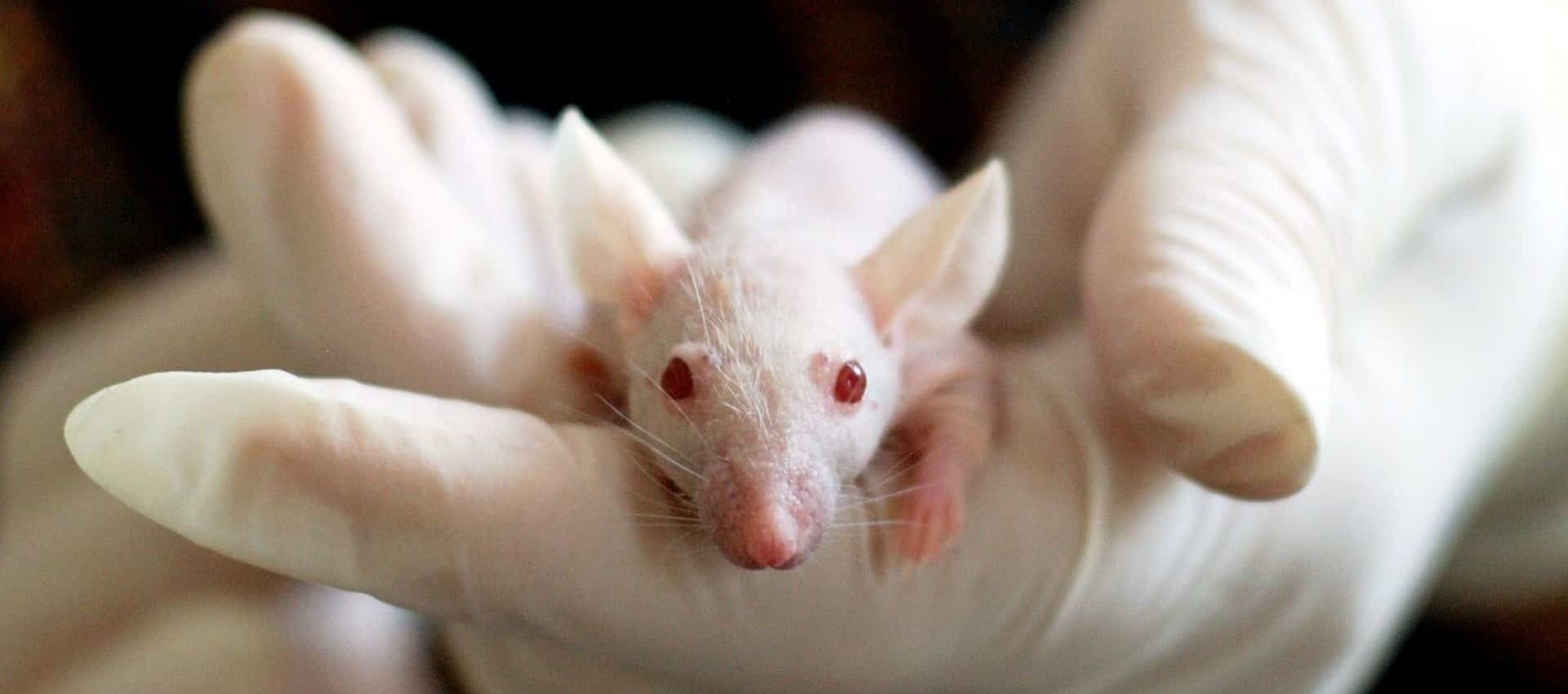 ratas
