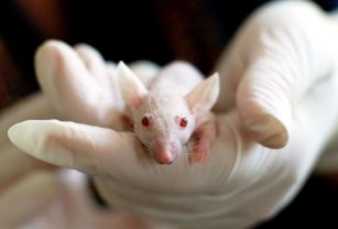 ratas