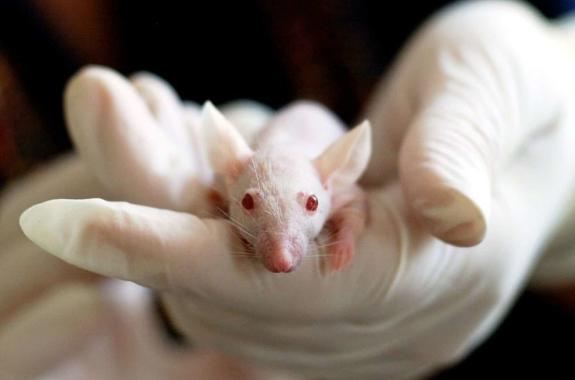 ratas