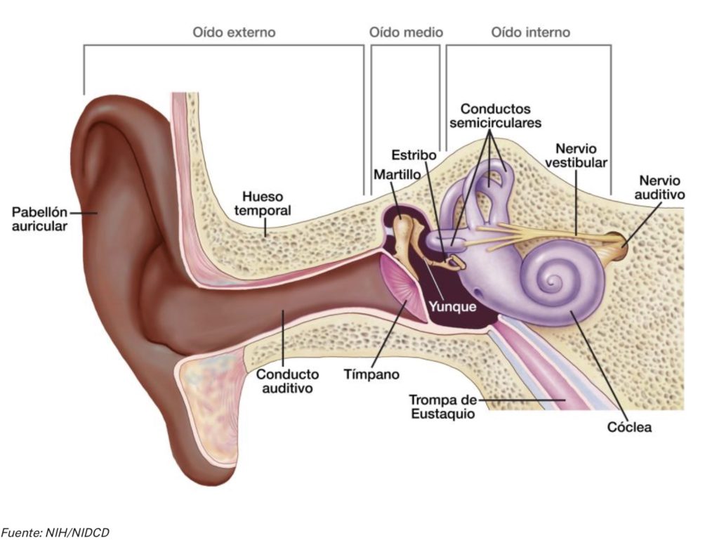 oído