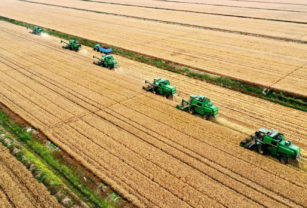 agroindustria campo cosecha