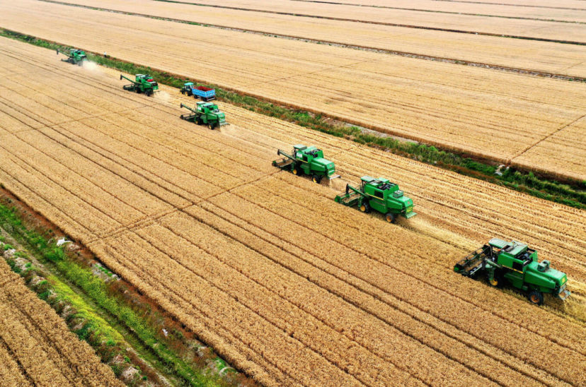 agroindustria campo cosecha