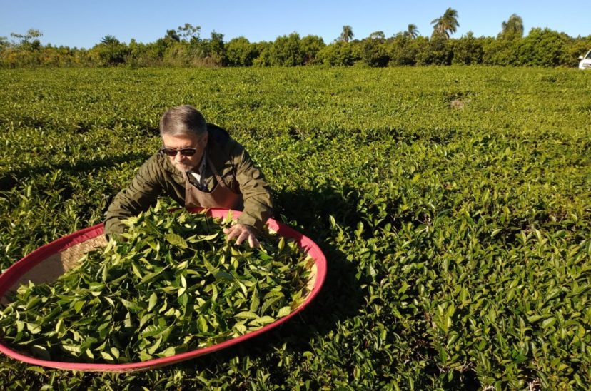 Té