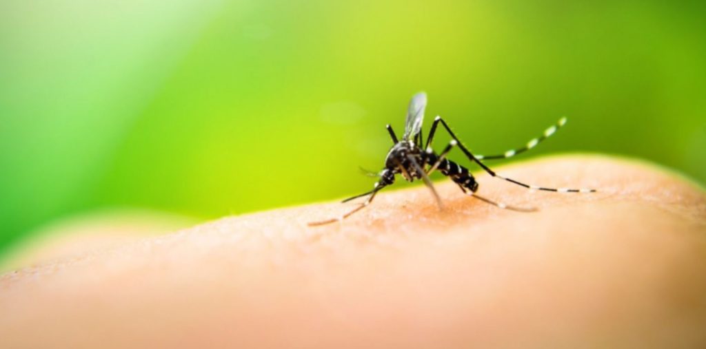 Dengue