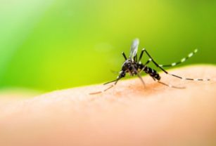 Dengue