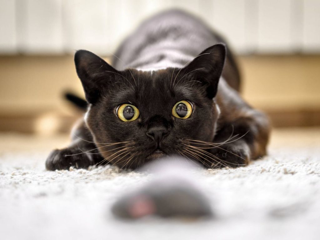 día internacional del gato