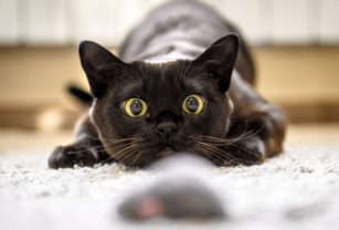 día internacional del gato adultos gatos