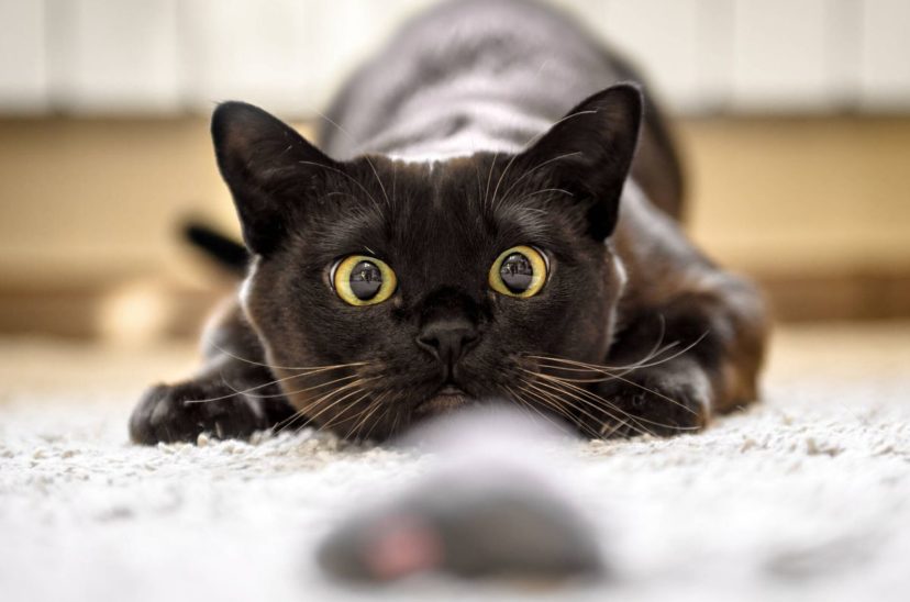 día internacional del gato adultos gatos
