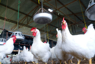 Influenza aviar aves carne avícolas