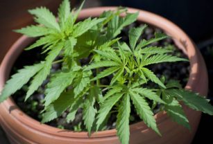 marihuana