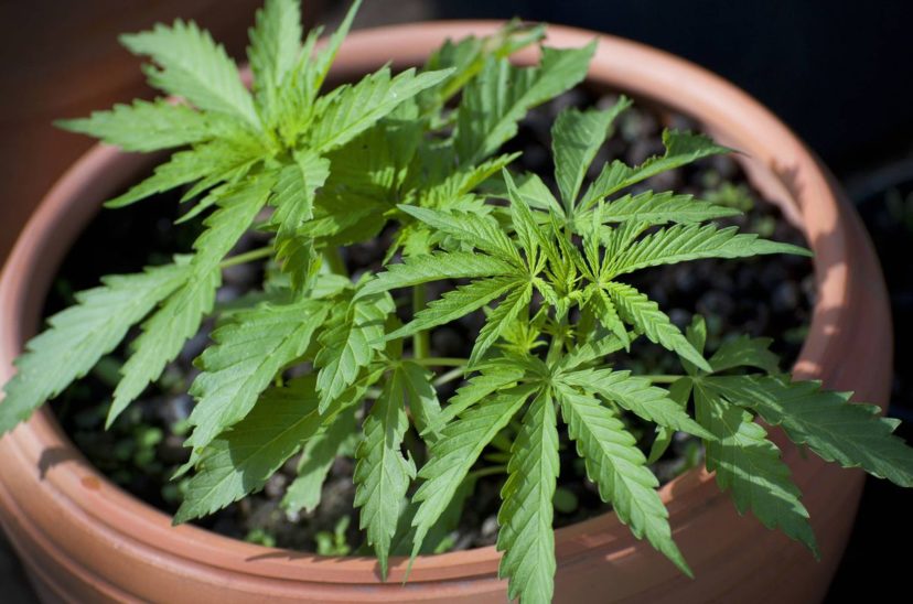 marihuana