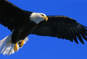 Águila