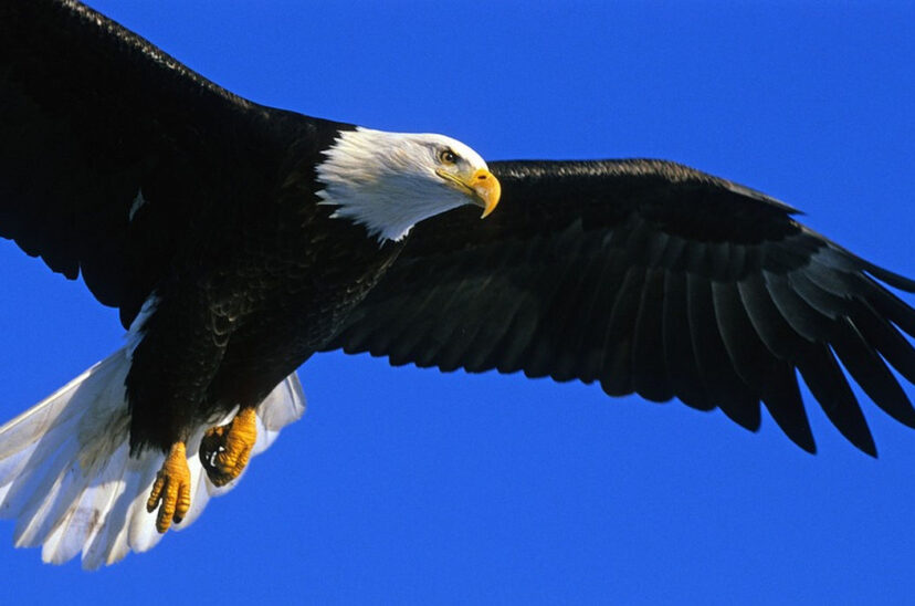 Águila