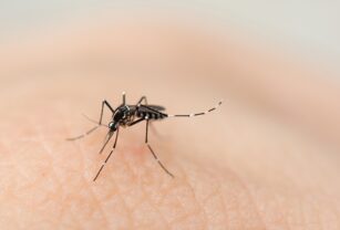 chikungunya