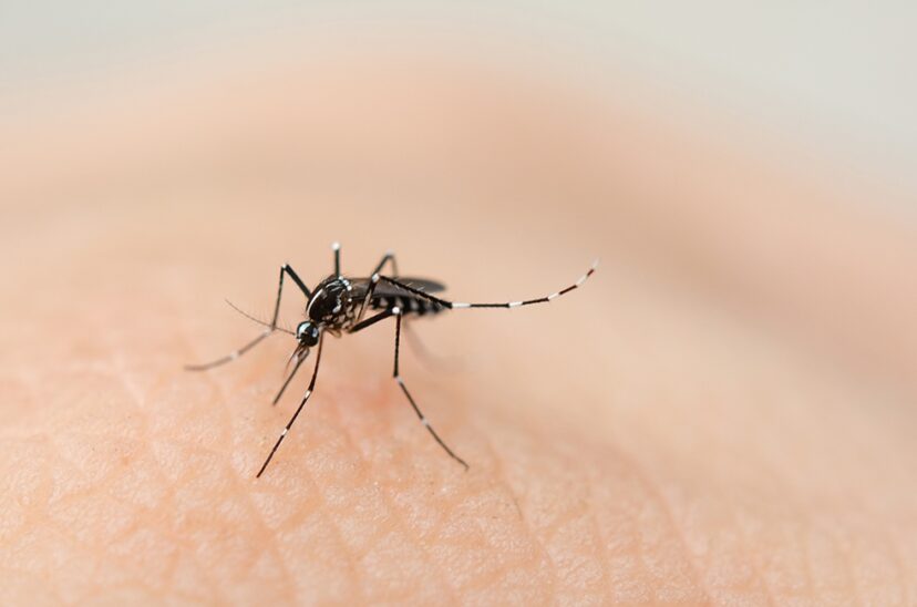 chikungunya