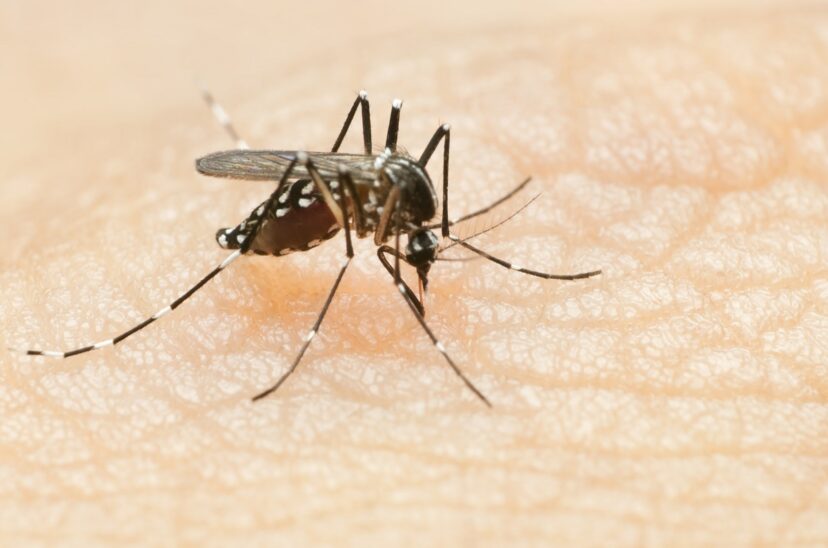 Mosquito que transmite dengue.