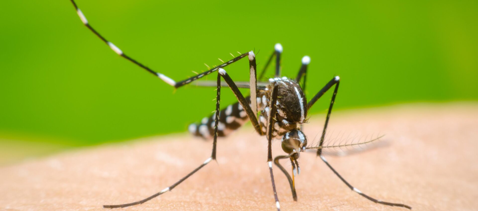 dengue