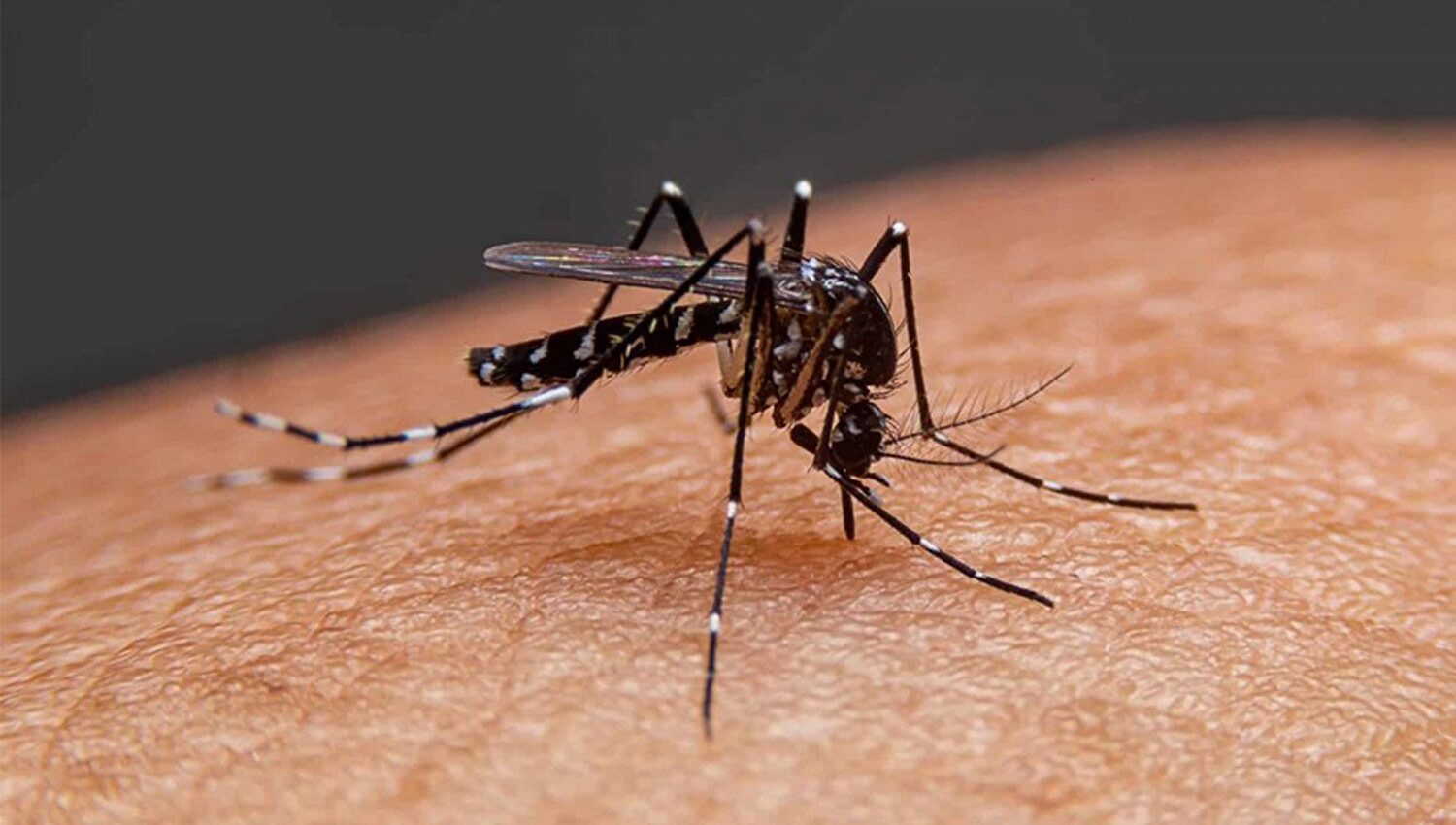 dengue