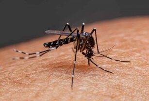 dengue