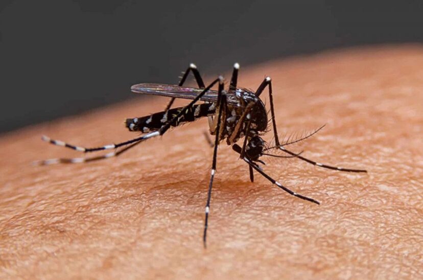 dengue