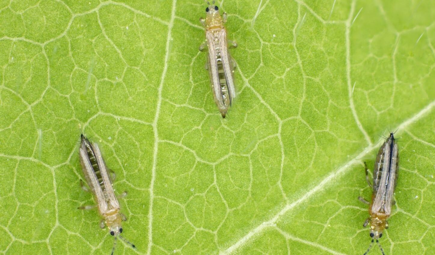 Trips insectos