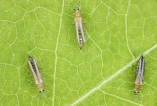 Trips insectos