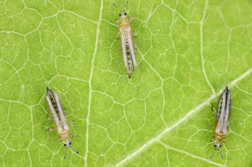 Trips insectos