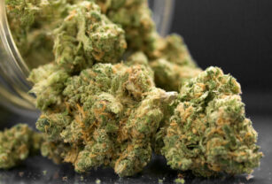 Cannabis