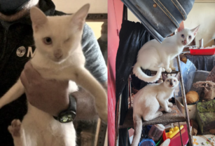 Gatos
