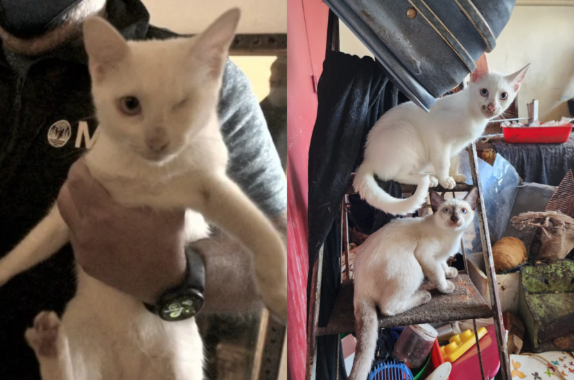 Gatos
