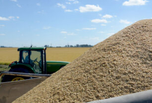 arroz economías regionales exportar