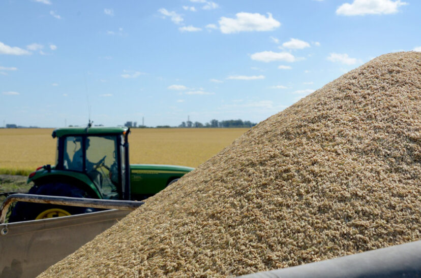arroz economías regionales exportar