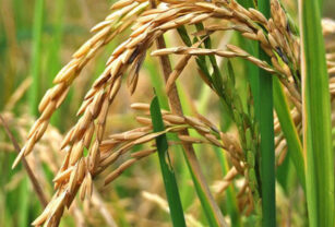 arroz producción dólar agro