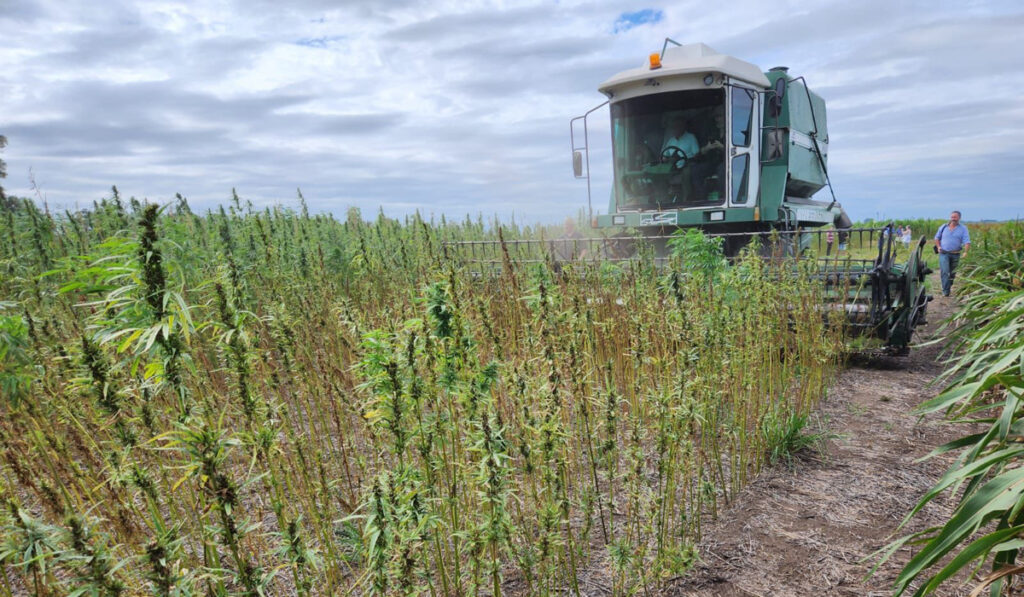 cáñamo industrial cannabis medicinal