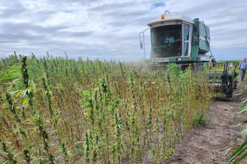 cáñamo industrial cannabis medicinal