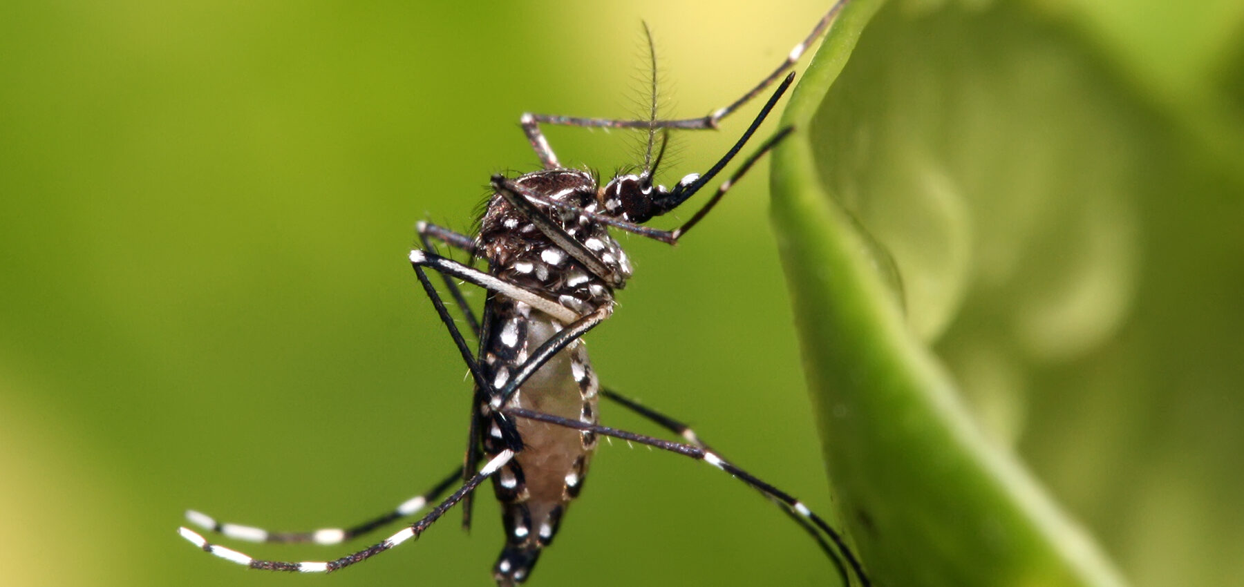 Aedes aegypti, el mosquito que transmite dengue.