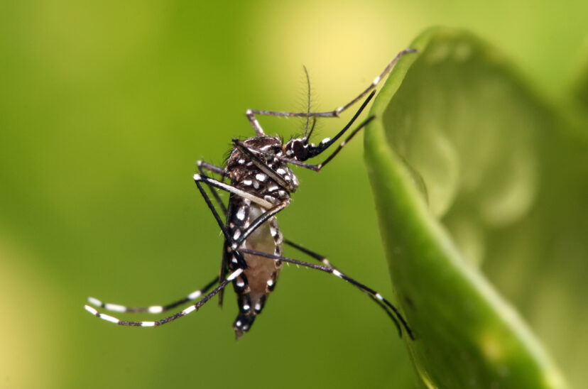 Aedes aegypti, el mosquito que transmite dengue.