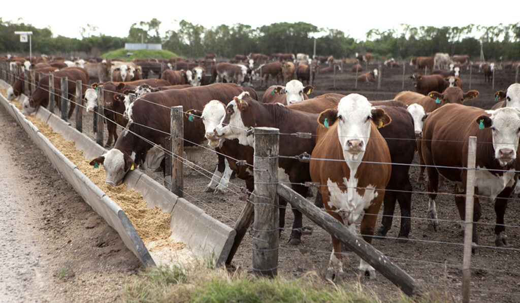 Feedlot engorde hacienda stock bovino