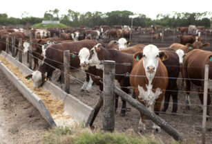 Feedlot engorde hacienda stock bovino novillos
