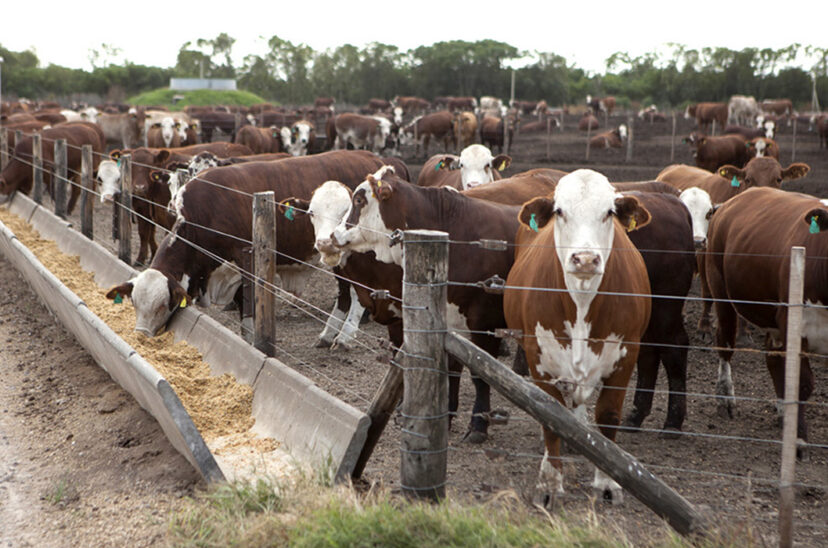 Feedlot engorde hacienda stock bovino novillos