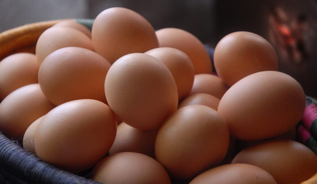 huevos gallina